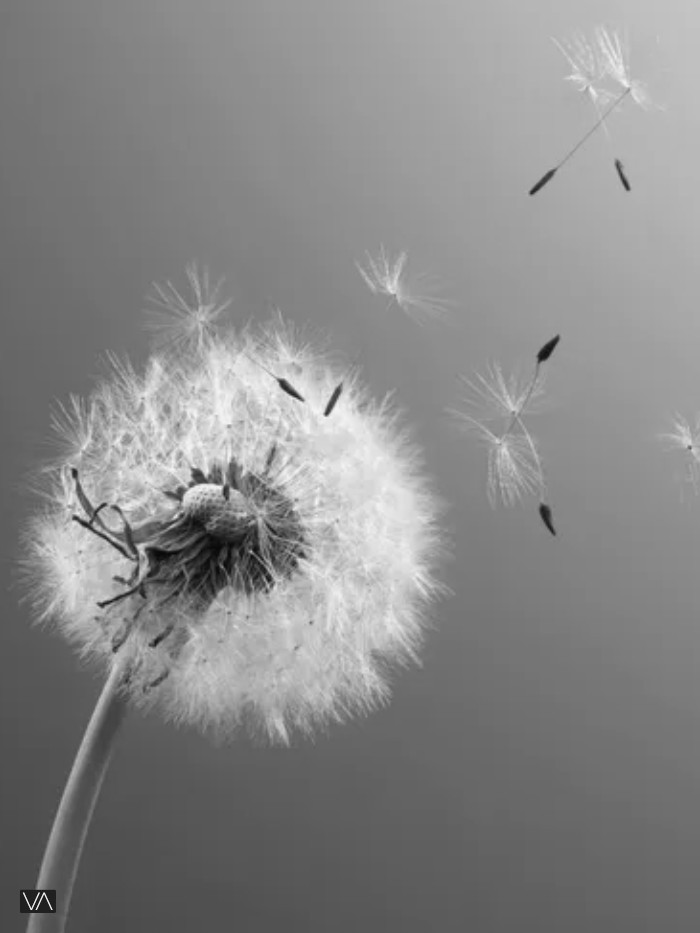 Image with Dandelion in the wind